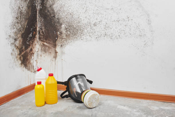 Best Mold Remediation  in Cedar Creek, TX
