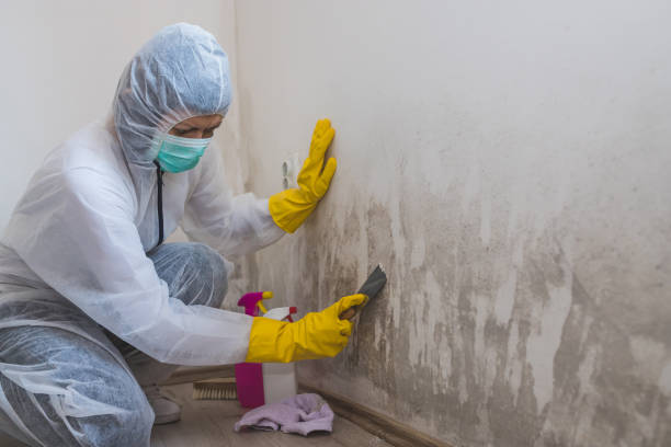 Certified Mold Removal in Cedar Creek, TX