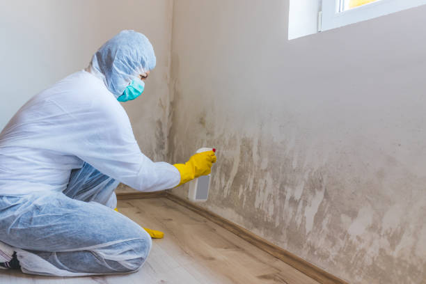 Mold Removal Process in Cedar Creek, TX