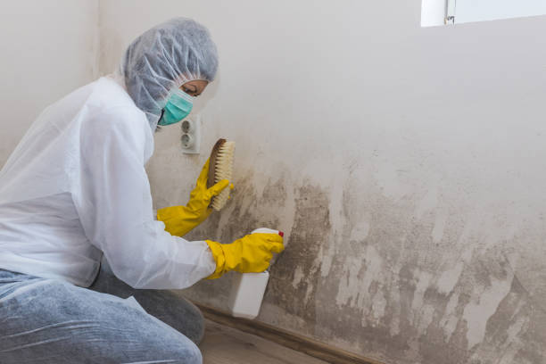 Best Mold Damage Repair  in Cedar Creek, TX