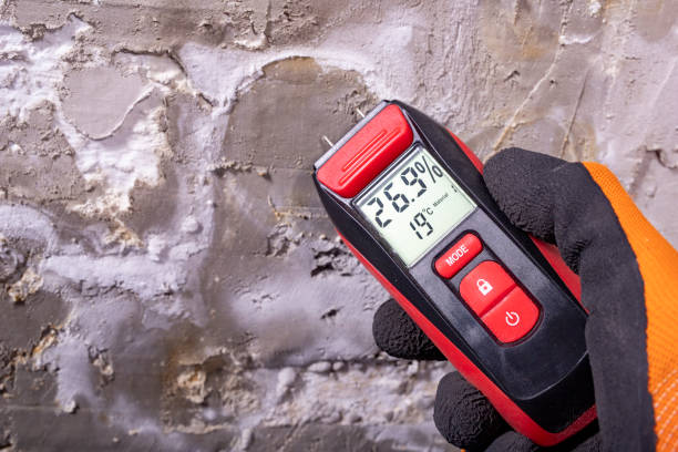Best Same-Day Mold Removal  in Cedar Creek, TX
