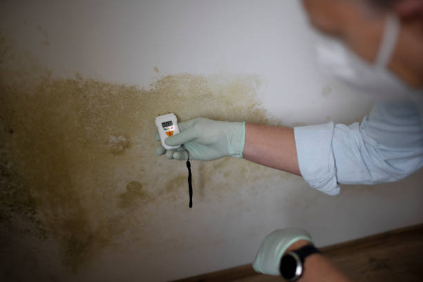 Best Mold Remediation  in Cedar Creek, TX