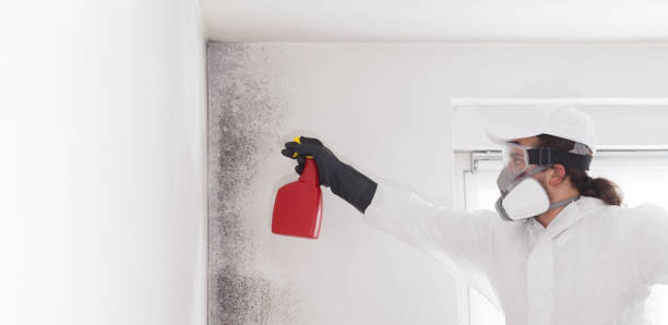 Cedar Creek, TX Mold Removal Company
