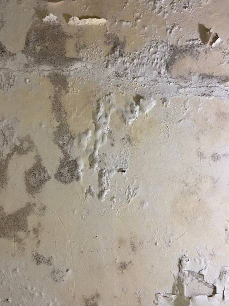 Office Mold Removal Services in Cedar Creek, TX
