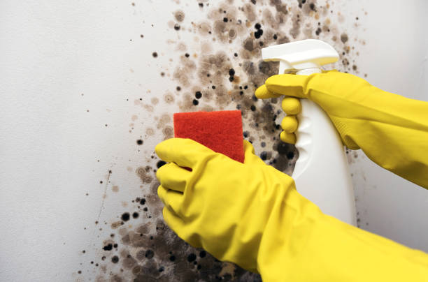 Trusted Cedar Creek, TX Mold Removal Experts