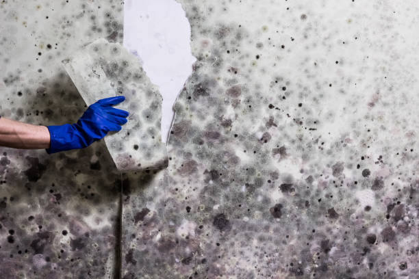 Best Affordable Mold Removal  in Cedar Creek, TX
