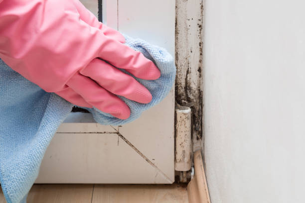 Mold Removal and Inspection in Cedar Creek, TX